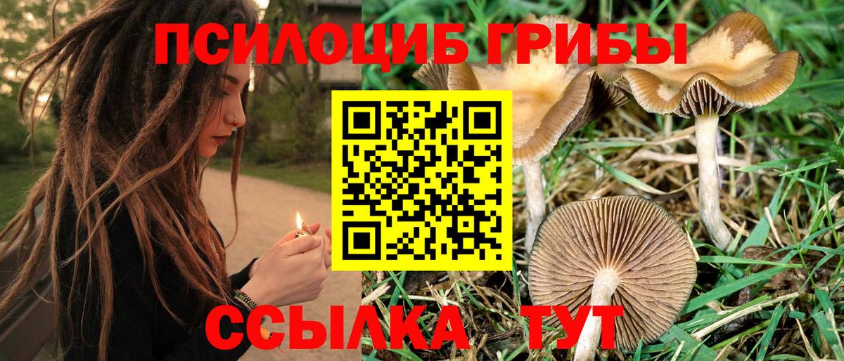 Псилоцибиновые грибы Psilocybine cubensis Сафоново